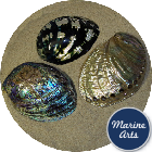 Luxury Abalone Collection (3 Shells)